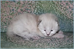 Female Siberian Kitten from Deedlebug Siberian